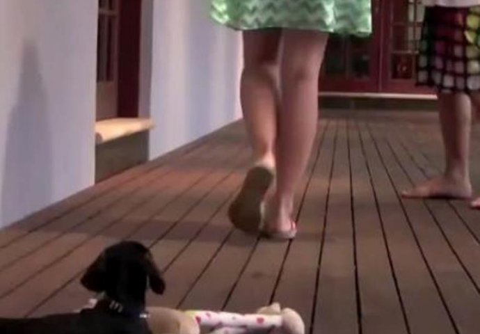 Pogledajte kako ovaj simpatični psić brani svoju vlasnicu! (VIDEO)