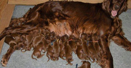 MAJKA JE JEDNA, životinje to znaju i osjećaju, baš kao i ljudi (FOTO)