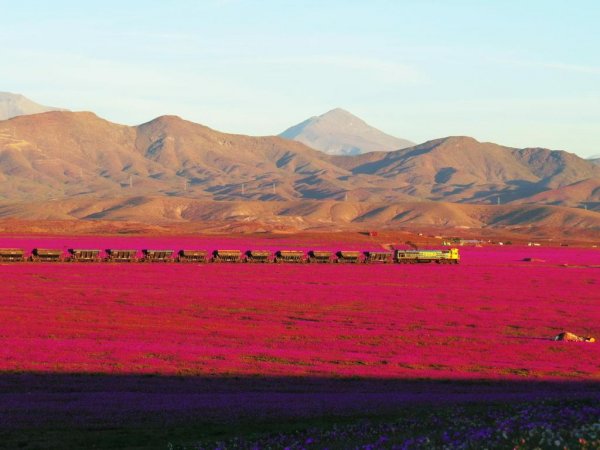 atacama-chile