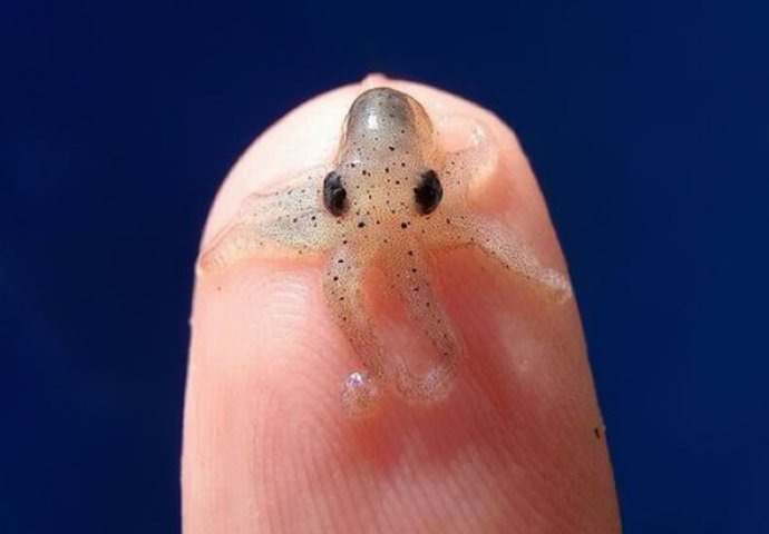 Dnevna doza slatkoće: Fotografije mladunčadi životinja koje će vam izmamiti osmijeh na lice