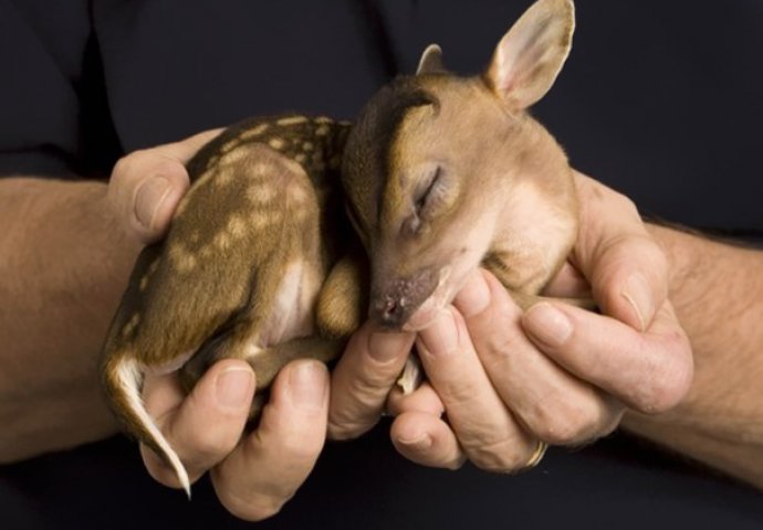 Dnevna doza slatkoće: Fotografije mladunčadi životinja koje će vam izmamiti osmijeh na lice