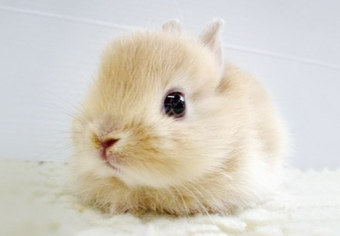 Dnevna doza slatkoće: Fotografije mladunčadi životinja koje će vam izmamiti osmijeh na lice