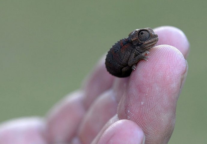Dnevna doza slatkoće: Fotografije mladunčadi životinja koje će vam izmamiti osmijeh na lice