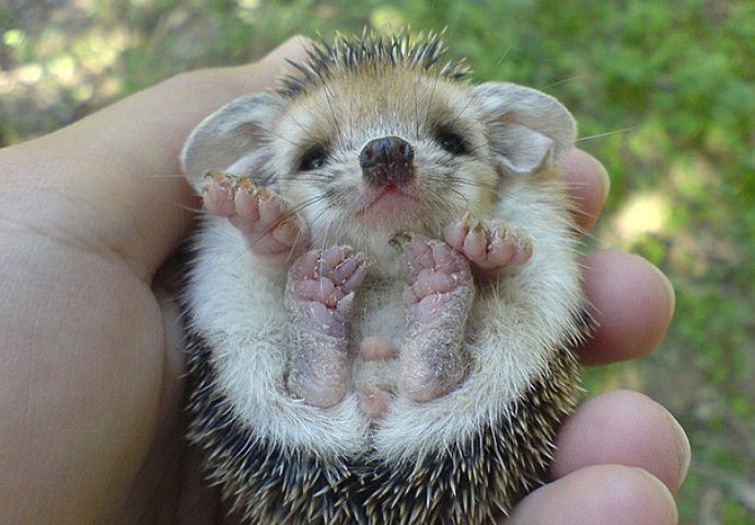 Dnevna doza slatkoće: Fotografije mladunčadi životinja koje će vam izmamiti osmijeh na lice