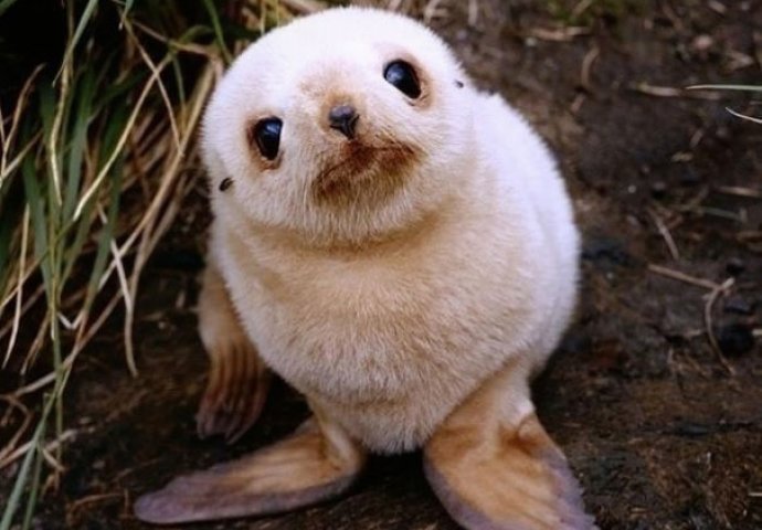 Dnevna doza slatkoće: Fotografije mladunčadi životinja koje će vam izmamiti osmijeh na lice