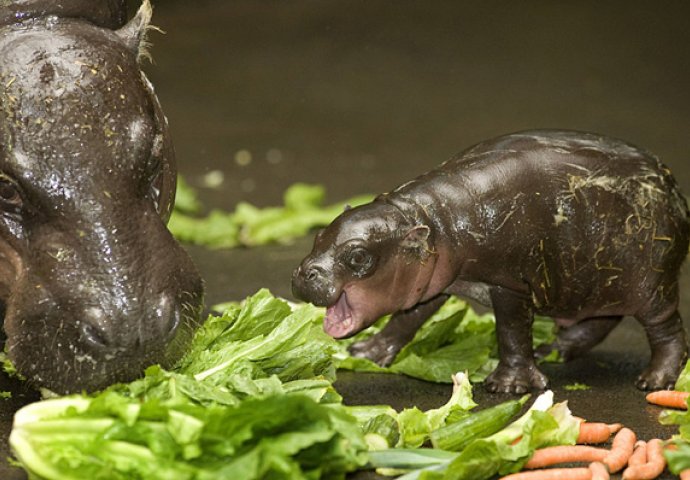 Dnevna doza slatkoće: Fotografije mladunčadi životinja koje će vam izmamiti osmijeh na lice