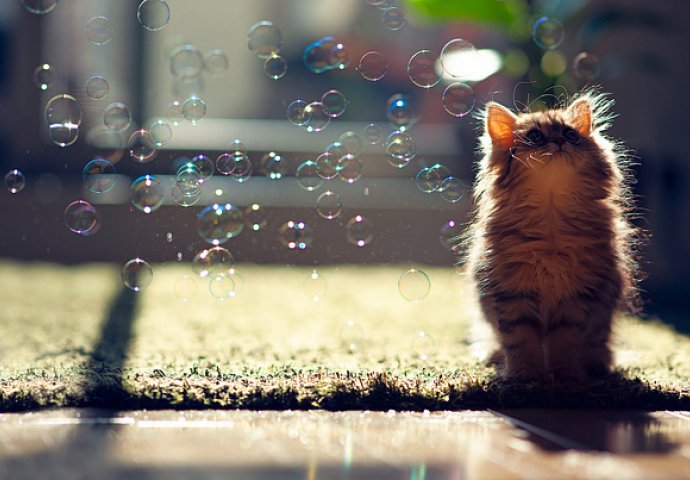 Dnevna doza slatkoće: Fotografije mladunčadi životinja koje će vam izmamiti osmijeh na lice