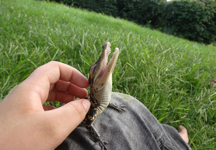 Dnevna doza slatkoće: Fotografije mladunčadi životinja koje će vam izmamiti osmijeh na lice