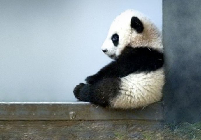 Dnevna doza slatkoće: Fotografije mladunčadi životinja koje će vam izmamiti osmijeh na lice