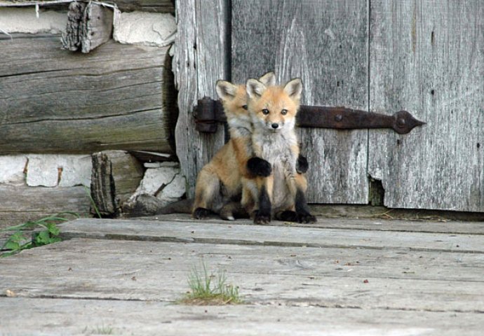 Dnevna doza slatkoće: Fotografije mladunčadi životinja koje će vam izmamiti osmijeh na lice