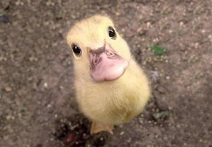 Dnevna doza slatkoće: Fotografije mladunčadi životinja koje će vam izmamiti osmijeh na lice