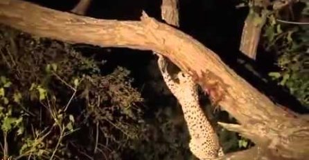 (VIDEO) Leopard ubio majmunicu, a kad je učio njeno mladunče, nešto neočekivano se dogodilo