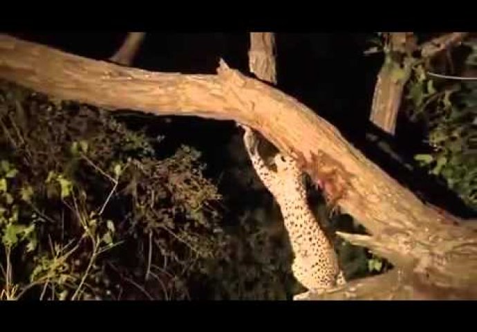 (VIDEO) Leopard ubio majmunicu, a kad je učio njeno mladunče, nešto neočekivano se dogodilo