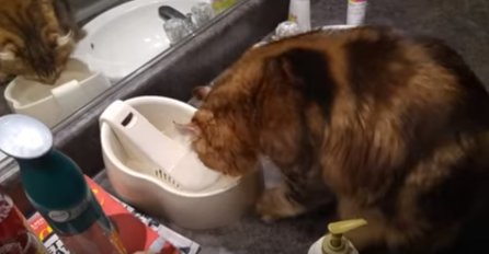 (VIDEO) Prije nego što krene piti vodu ova mačka ima jako čudan ritual