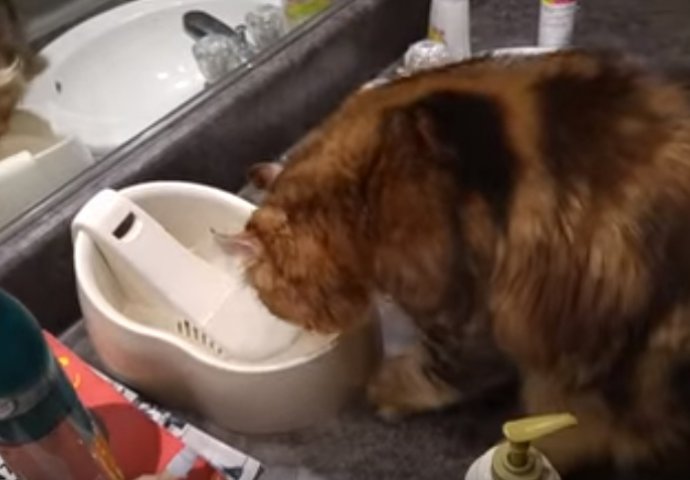 (VIDEO) Prije nego što krene piti vodu ova mačka ima jako čudan ritual