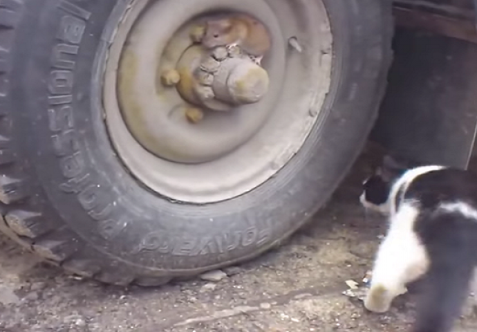 Vjerovali ili ne, ovo su stvarni Tom i Jerry (VIDEO)