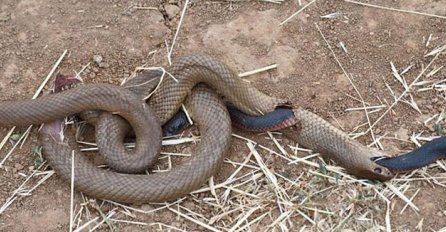 ŠTA SE OVDJE DOGODILO? Neobična fotografija zmije koja izlazi iz druge zmije zapalila internet