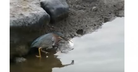 Oduševit će vas kako je ova ptica uspjela uloviti ribu! (VIDEO) 