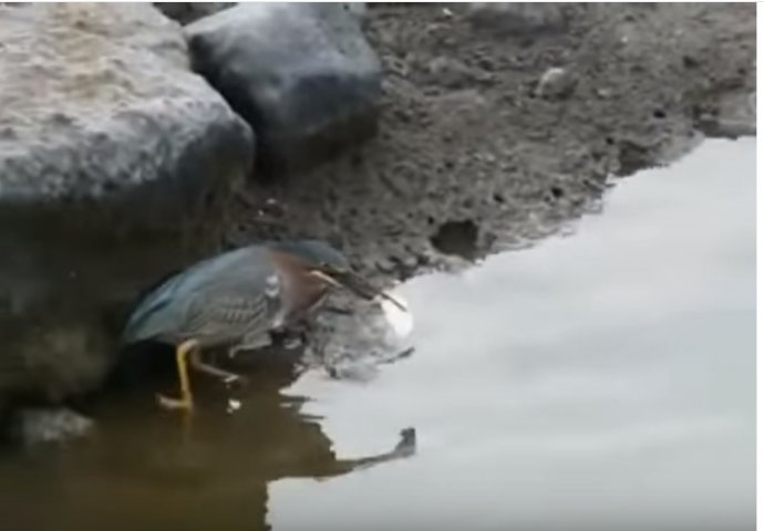 Oduševit će vas kako je ova ptica uspjela uloviti ribu! (VIDEO) 