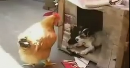 Presmiješno: Perverzni pas koji voli kokoške (VIDEO)