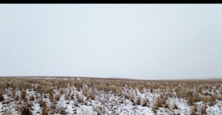 Na slici je preko 500 ovaca, a pravo je čudo ako uočite jednu