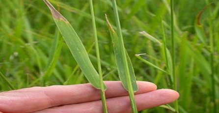 Smatramo je korovom a od ove biljke se prave dijetetski proizvodi za dijabetičare