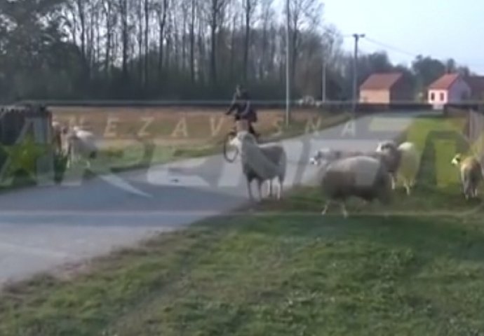 Pogledajte zašto su ovdje ovce broj 1 po izazivanju saobraćajnih nesreća (VIDEO)