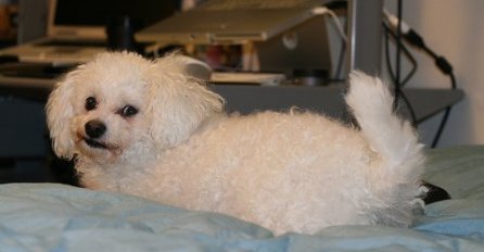 'Mom mužu su psići važniji od vlastite djece'