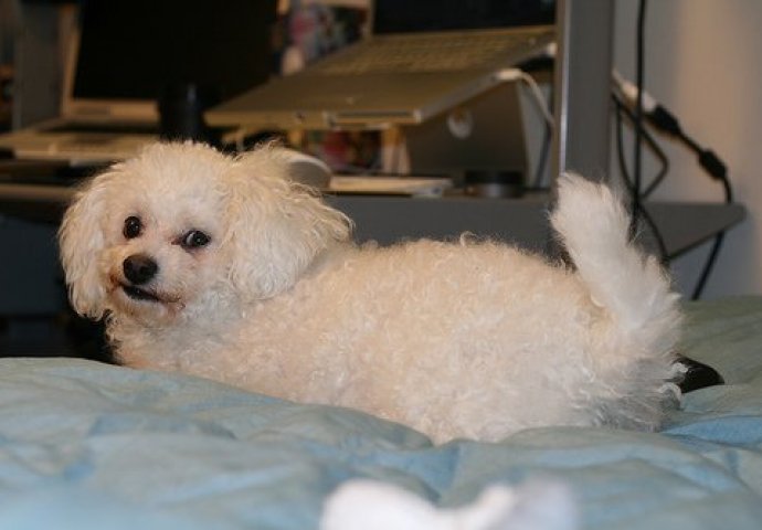 'Mom mužu su psići važniji od vlastite djece'