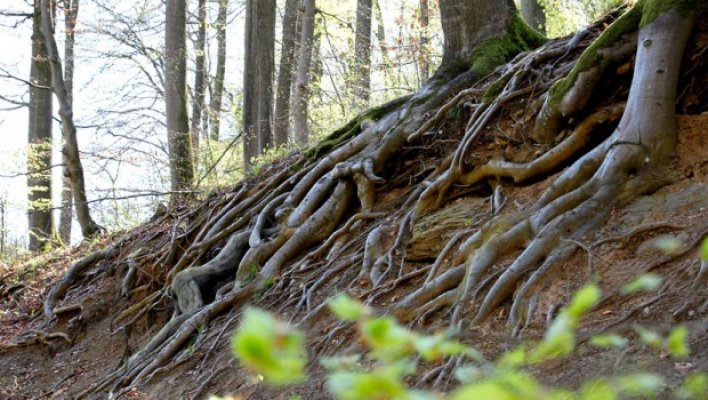 skrivena-devojka-na-slici-pronadjite-devojku-1-620x350