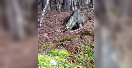 ŽIVA ŠUMA: Pogledajte kako Majka priroda teško diše