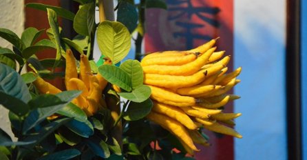 Izgledom čudna, okusom slasna: Neobično voće koje morate probati!