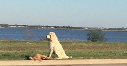 Za pustiti suzu: Pas ostao uz prijatelja koji je stradao u saobraćaju