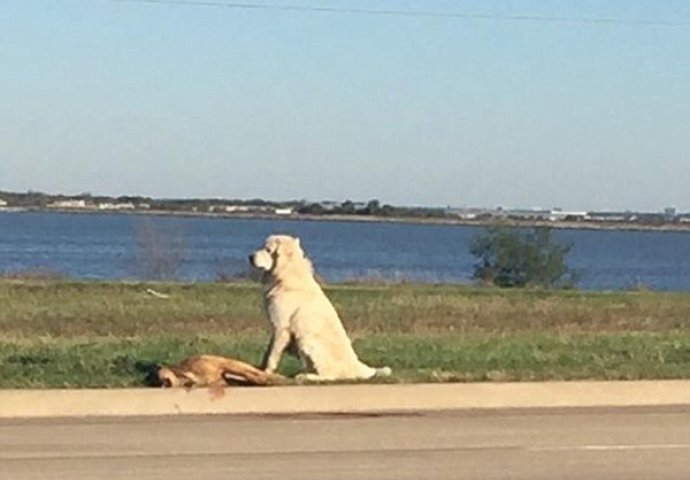 Za pustiti suzu: Pas ostao uz prijatelja koji je stradao u saobraćaju