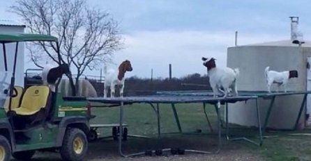 Kada koze  otkriju  trampolinu, nastane luda žurka (VIDEO)