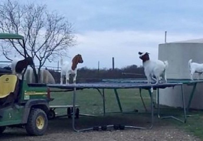 Kada koze  otkriju  trampolinu, nastane luda žurka (VIDEO)