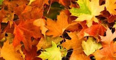 Unesite dašak jeseni u vaš dom: Napravite dekoracije od lišća 