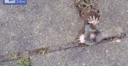 Mala krtica pokušala da prođe kroz rupu u asfaltu, evo šta se desilo  (VIDEO)