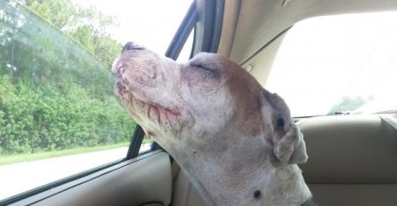 Osmijeh i posljednji udisaj svježeg zraka: Fotografija ovog psa rasplakala je svijet! 