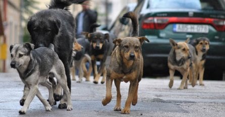 Ostala bez svijesti: Čopor pasa izujedao djevojčicu