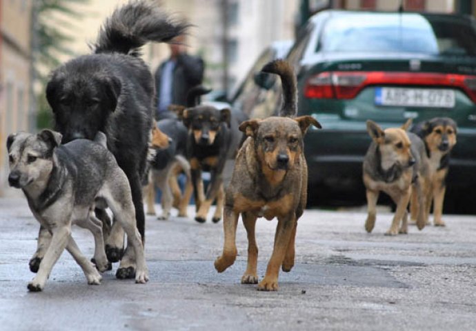 Ostala bez svijesti: Čopor pasa izujedao djevojčicu