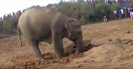 Slonica je kopala 11 sati, a kada su vidjeli šta je bilo u rupi, svi su se iznenadili
