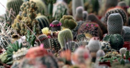 Posljedice urbanizacije: Trećina kaktusa na svijetu mogla bi nestati