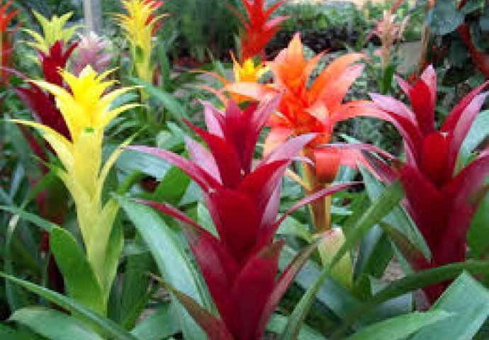 Ove biljke uljepšavaju dom, a lako ih je održavati