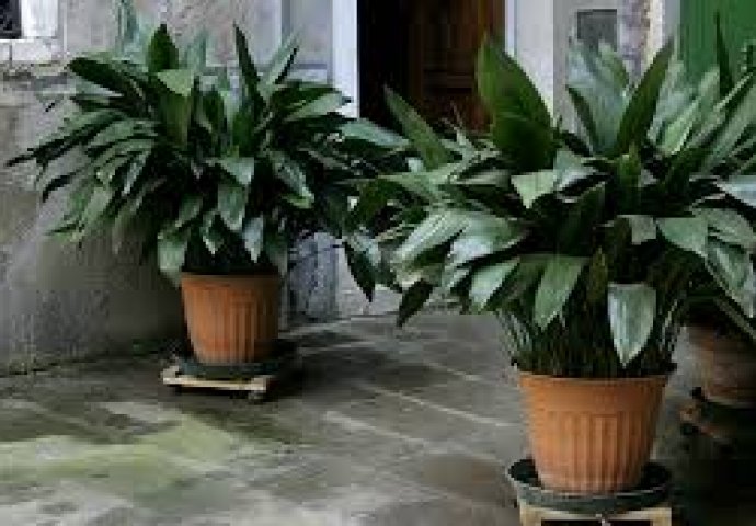 Ove biljke uljepšavaju dom, a lako ih je održavati