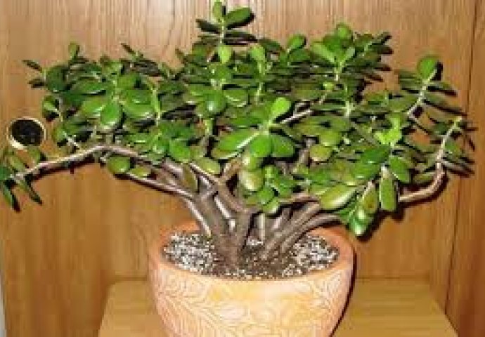 Ove biljke uljepšavaju dom, a lako ih je održavati