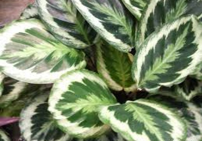 Ove biljke uljepšavaju dom, a lako ih je održavati