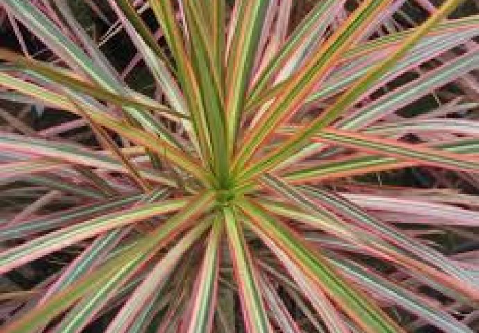 Ove biljke uljepšavaju dom, a lako ih je održavati