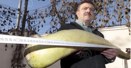 Baštovan uzgojio tikvicu dugu 152 centimetra