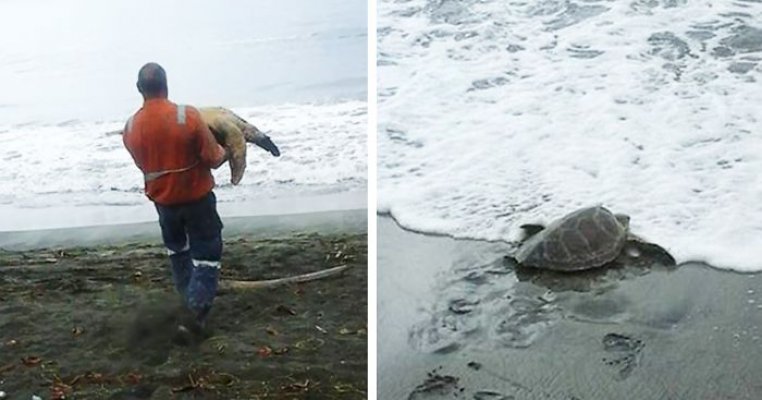 man-saves-sea-turtles-arron-culling-papua-new-guinea-fb1-700-png